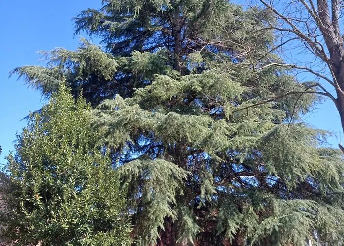 Borgo Dei Cedri ベッド・アンド・ブレックファスト