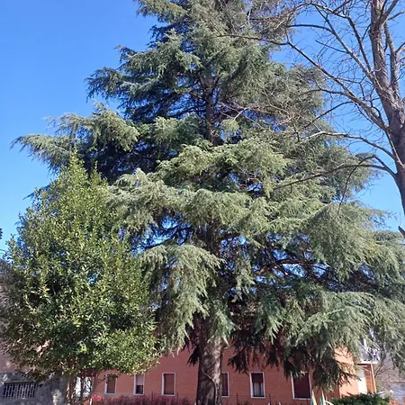 Borgo Dei Cedri Panzió